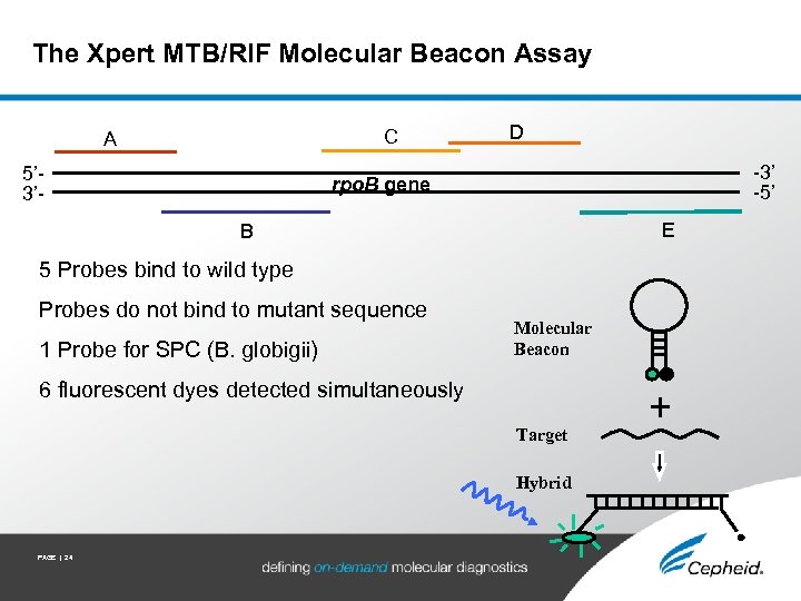 The Xpert MTB/RIF Molecular Beacon Assay C A 5’ 3’- D -3’ -5’ rpo.