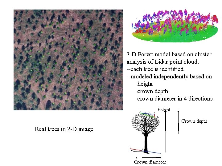 3 -D Forest model based on cluster analysis of Lidar point cloud. --each tree
