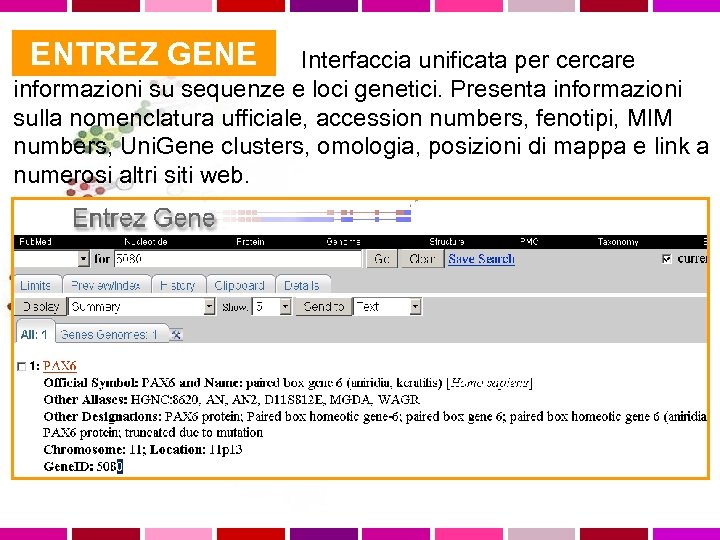 ENTREZ GENE Interfaccia unificata per cercare informazioni su sequenze e loci genetici. Presenta