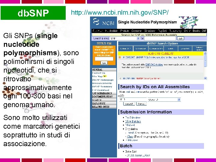 db. SNP http: //www. ncbi. nlm. nih. gov/SNP/ Gli SNPs (single nucleotide polymorphisms), sono