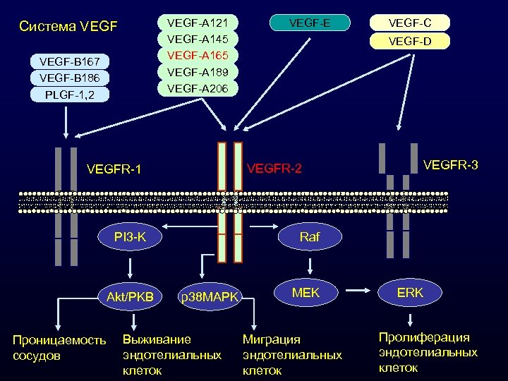 VEGF-A 121 VEGF-A 145 VEGF-A 165 VEGF-A 189 VEGF-A 206 Система VEGF-B 167 VEGF-B