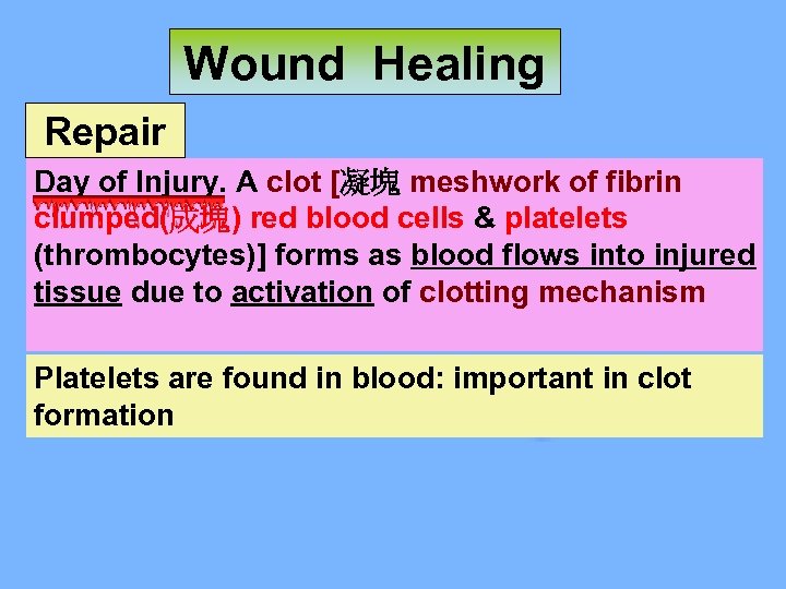 Wound Healing Repair Day of Injury. A clot [凝塊 meshwork of fibrin clumped(成塊) red