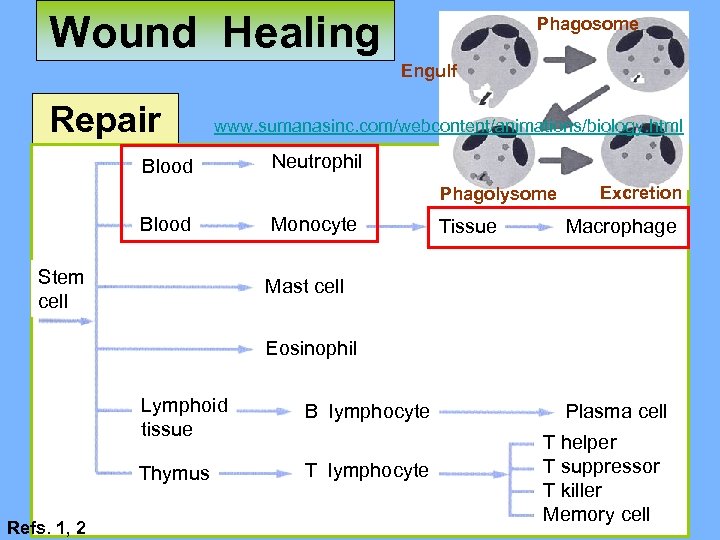 Wound Healing Phagosome Engulf Repair www. sumanasinc. com/webcontent/animations/biology. html Blood Neutrophil Phagolysome Blood Stem