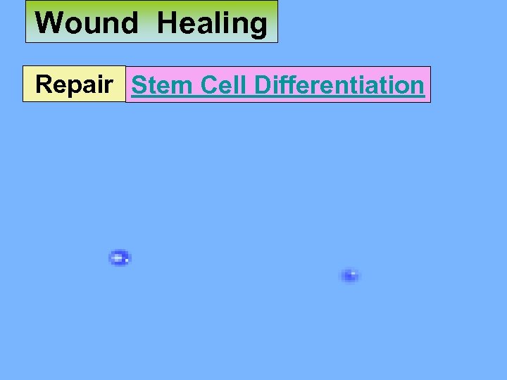 Wound Healing Repair Stem Cell Differentiation 