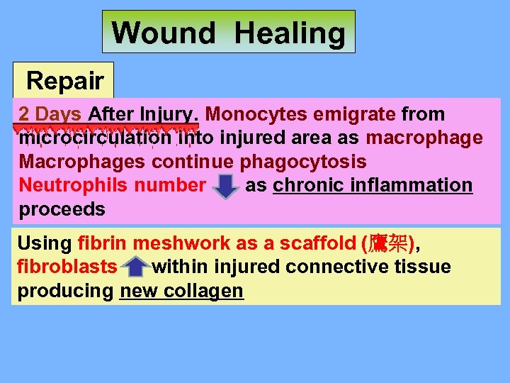 Wound Healing Repair 2 Days After Injury. Monocytes emigrate from microcirculation into injured area