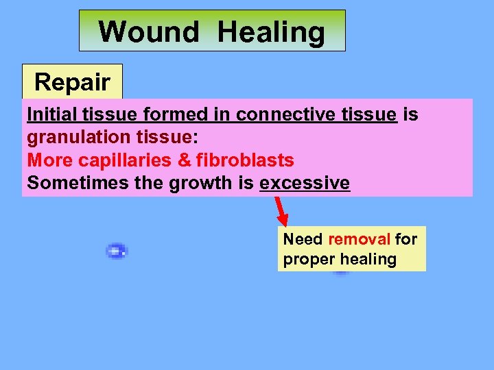 Wound Healing Repair Initial tissue formed in connective tissue is granulation tissue: More capillaries