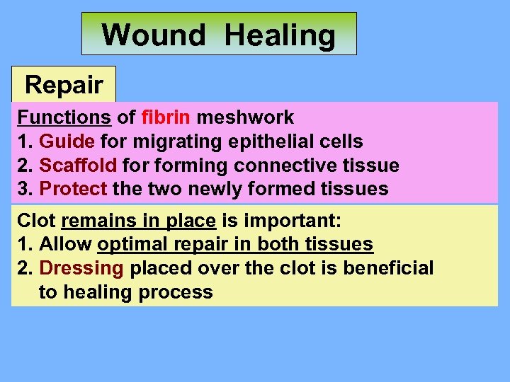 Wound Healing Repair Functions of fibrin meshwork 1. Guide for migrating epithelial cells 2.