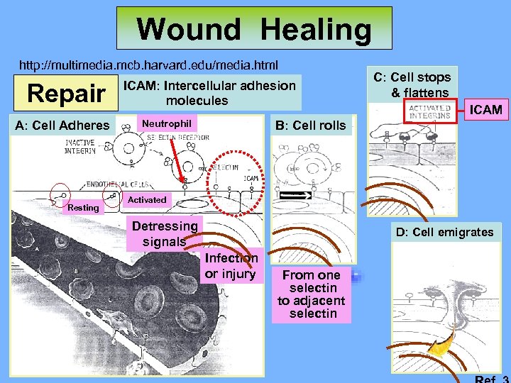 Wound Healing http: //multimedia. mcb. harvard. edu/media. html Repair A: Cell Adheres Resting ICAM: