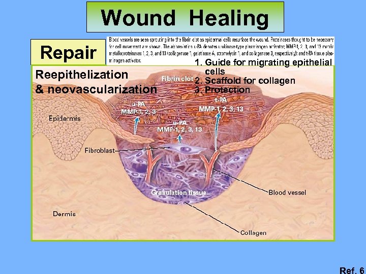 Wound Healing Repair Reepithelization & neovascularization 1. Guide for migrating epithelial cells 2. Scaffold