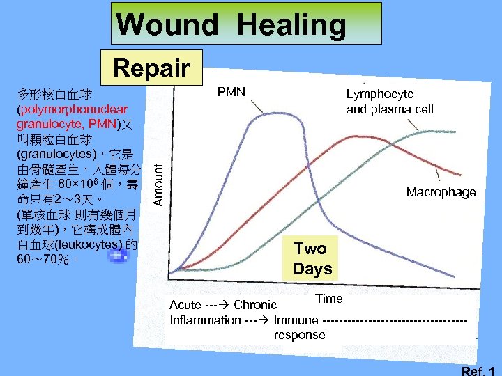 Wound Healing Repair PMN Lymphocyte and plasma cell Amount 多形核白血球 (polymorphonuclear granulocyte, PMN)又 叫顆粒白血球