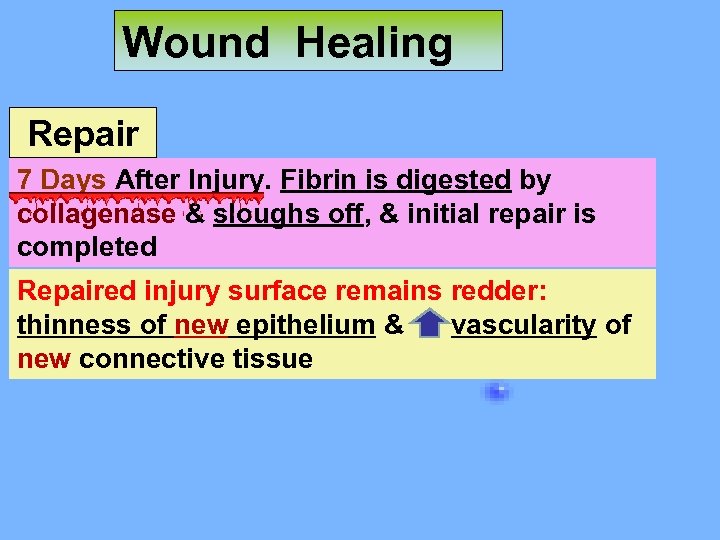 Wound Healing Repair 7 Days After Injury. Fibrin is digested by collagenase & sloughs