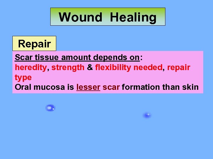 Wound Healing Repair Scar tissue amount depends on: heredity, strength & flexibility needed, repair