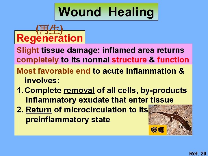 Wound Healing (再生) Regeneration Slight tissue damage: inflamed area returns completely to its normal