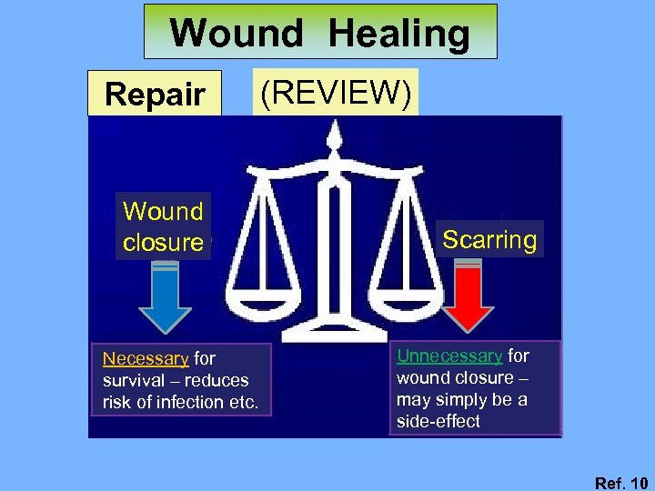 Wound Healing Repair Wound closure Necessary for survival – reduces risk of infection etc.