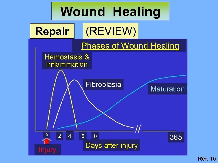 Wound Healing (REVIEW) Repair Phases of Wound Healing Hemostasis & Inflammation Fibroplasia 0 Injury