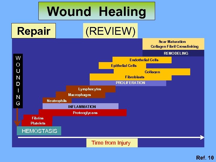 Wound Healing Repair (REVIEW) Scar Maturation Collagen Fibril Crosslinking REMODELING W O U N