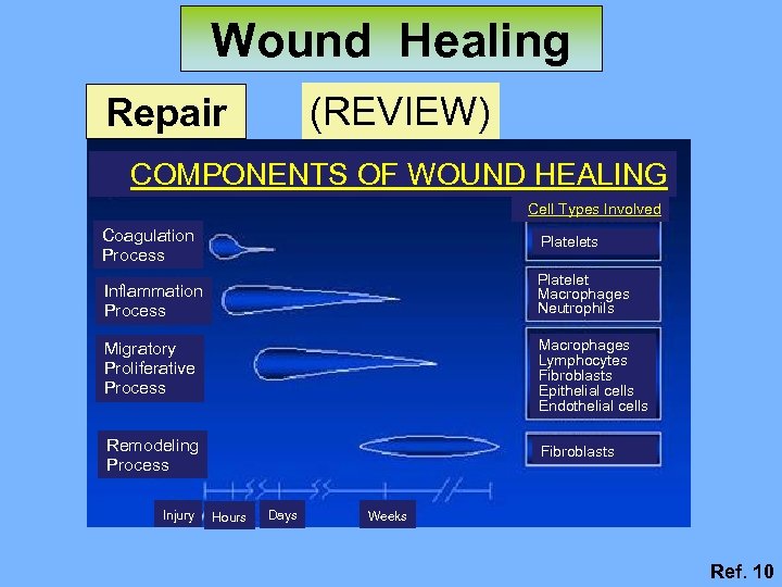 Wound Healing (REVIEW) Repair COMPONENTS OF WOUND HEALING Cell Types Involved Coagulation Process Platelets