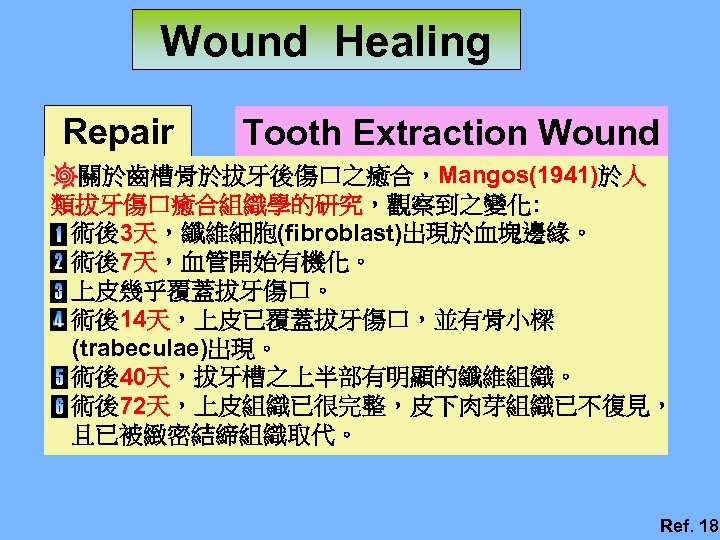 Wound Healing Repair Tooth Extraction Wound 關於齒槽骨於拔牙後傷口之癒合，Mangos(1941)於人 類拔牙傷口癒合組織學的研究，觀察到之變化: 術後3天，纖維細胞(fibroblast)出現於血塊邊緣。 術後7天，血管開始有機化。 上皮幾乎覆蓋拔牙傷口。 術後14天，上皮已覆蓋拔牙傷口，並有骨小樑 (trabeculae)出現。 術後40天，拔牙槽之上半部有明顯的纖維組織。