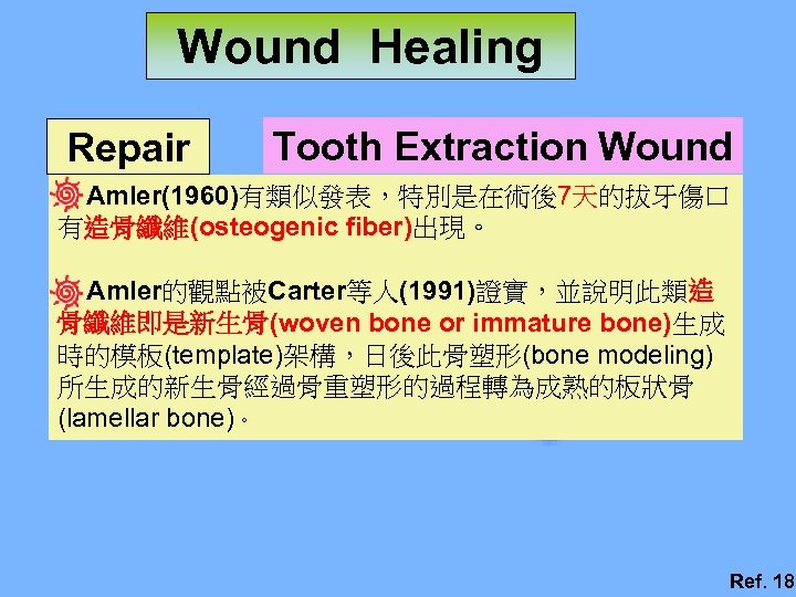 Wound Healing Repair Tooth Extraction Wound Amler(1960)有類似發表，特別是在術後7天的拔牙傷口 有造骨纖維(osteogenic fiber)出現。 Amler的觀點被Carter等人(1991)證實，並說明此類造 骨纖維即是新生骨(woven bone or immature