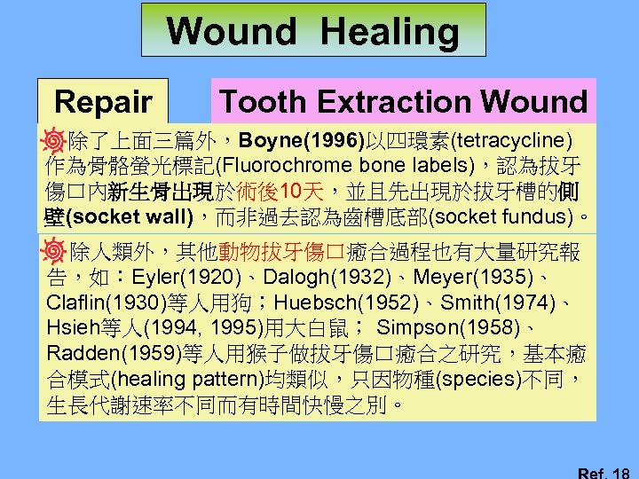 Wound Healing Repair Tooth Extraction Wound 除了上面三篇外，Boyne(1996)以四環素(tetracycline) 作為骨骼螢光標記(Fluorochrome bone labels)，認為拔牙 傷口內新生骨出現於術後10天，並且先出現於拔牙槽的側 壁(socket wall)，而非過去認為齒槽底部(socket fundus)。