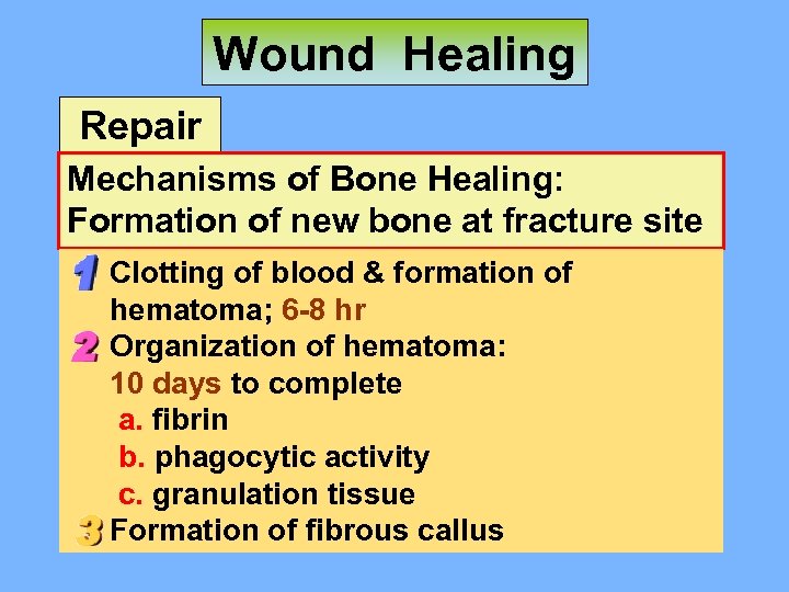 Wound Healing Repair Mechanisms of Bone Healing: Formation of new bone at fracture site