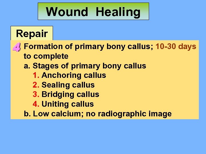 Wound Healing Repair Formation of primary bony callus; 10 -30 days to complete a.