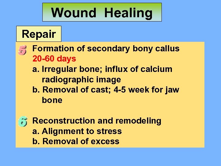 Wound Healing Repair Formation of secondary bony callus 20 -60 days a. Irregular bone;