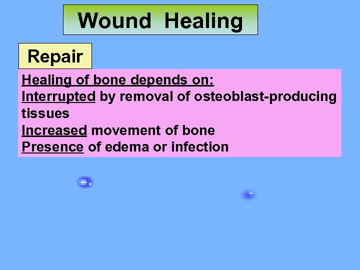 Wound Healing Repair Healing of bone depends on: Interrupted by removal of osteoblast-producing tissues