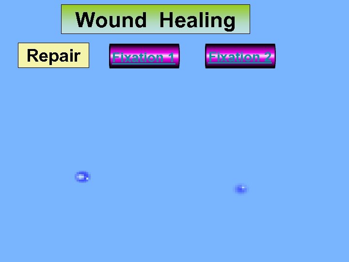 Wound Healing Repair Fixation 1 Fixation 2 