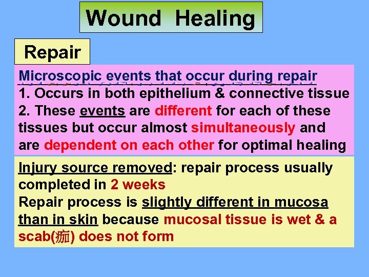 Wound Healing Repair Microscopic events that occur during repair 1. Occurs in both epithelium