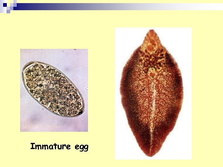 Immature egg 