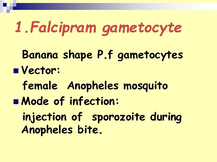1. Falcipram gametocyte Banana shape P. f gametocytes n Vector: female Anopheles mosquito n
