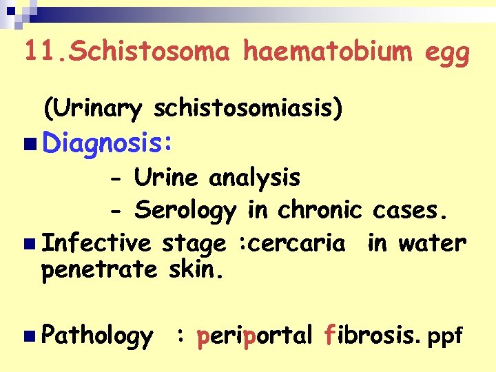 11. Schistosoma haematobium egg (Urinary schistosomiasis) n Diagnosis: - Urine analysis - Serology in