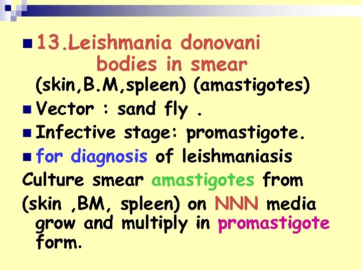 n 13. Leishmania donovani bodies in smear (skin, B. M, spleen) (amastigotes) n Vector