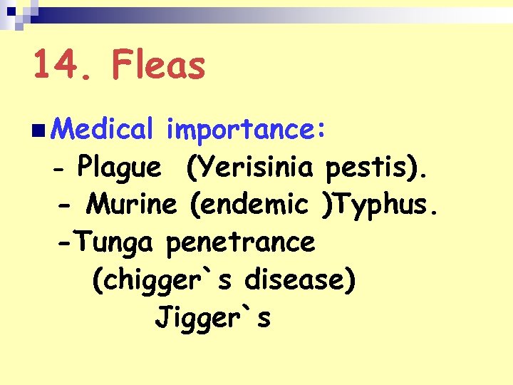 14. Fleas n Medical importance: - Plague (Yerisinia pestis). - Murine (endemic )Typhus. -Tunga