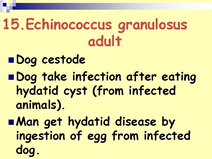 15. Echinococcus granulosus adult n Dog cestode n Dog take infection after eating hydatid