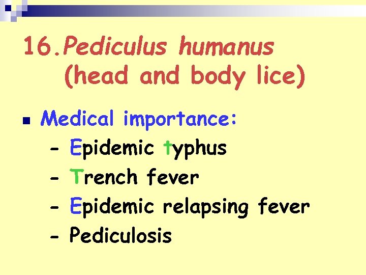 16. Pediculus humanus (head and body lice) n Medical importance: - Epidemic typhus -