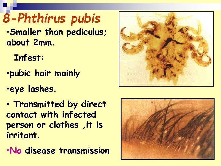 8 -Phthirus pubis • Smaller than pediculus; about 2 mm. Infest: • pubic hair