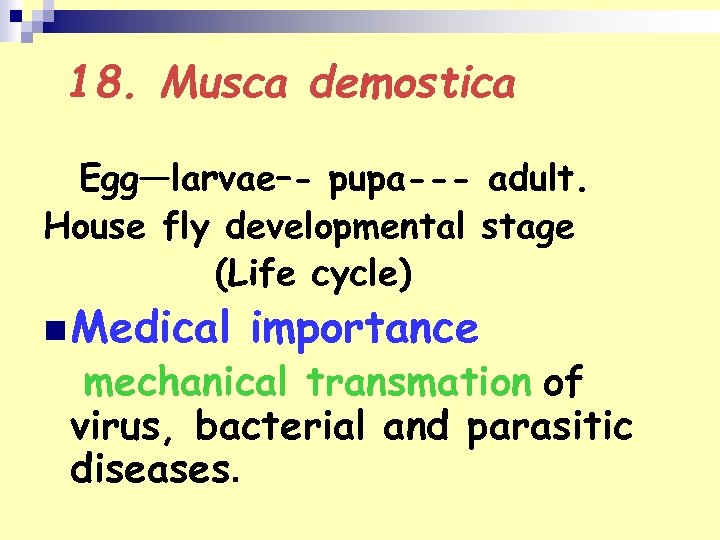18. Musca demostica Egg—larvae–- pupa--- adult. House fly developmental stage (Life cycle) n Medical