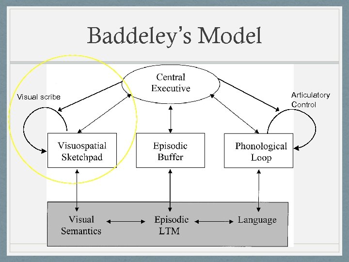 Baddeley’s Model Visual scribe Articulatory Control 