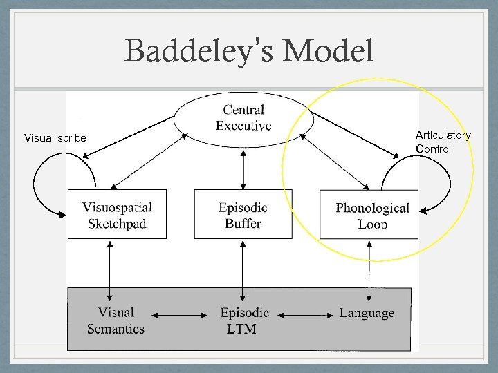 Baddeley’s Model Visual scribe Articulatory Control 