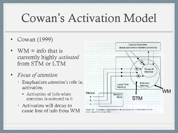 Cowan’s Activation Model • Cowan (1999) • WM = info that is currently highly