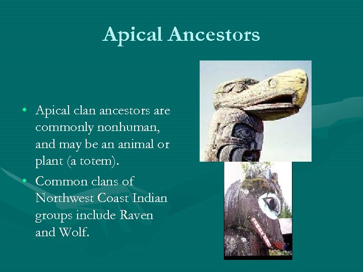 Apical Ancestors • Apical clan ancestors are commonly nonhuman, and may be an animal