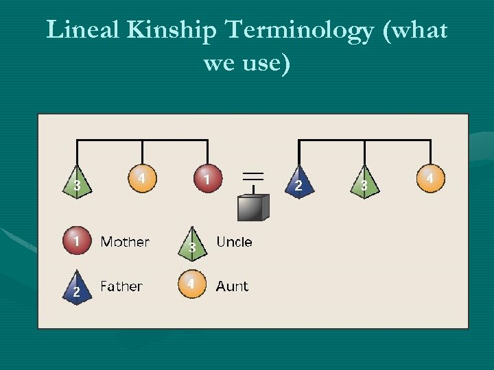 Lineal Kinship Terminology (what we use) 