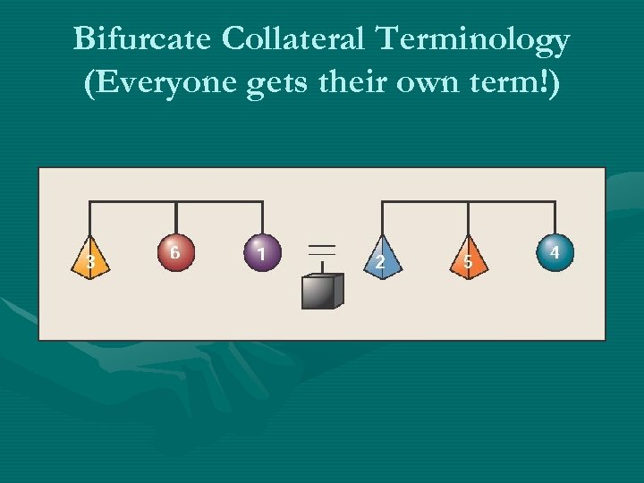 Bifurcate Collateral Terminology (Everyone gets their own term!) 