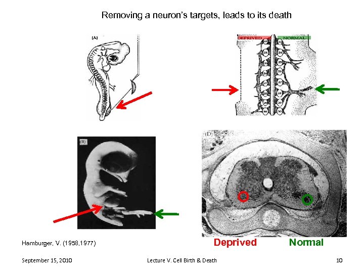 Removing a neuron’s targets, leads to its death Hamburger, V. (1958, 1977) September 15,