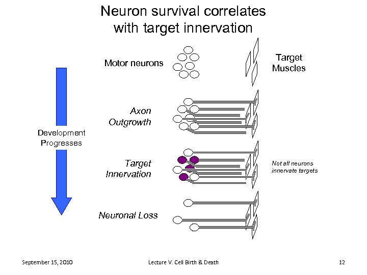 Neuron survival correlates with target innervation Motor neurons Target Muscles Axon Outgrowth Development Progresses