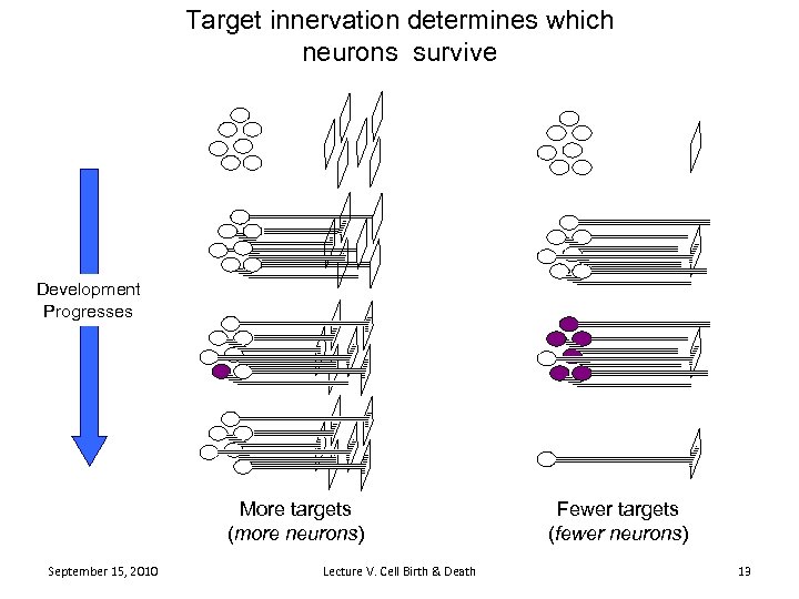 Target innervation determines which neurons survive Development Progresses More targets (more neurons) September 15,