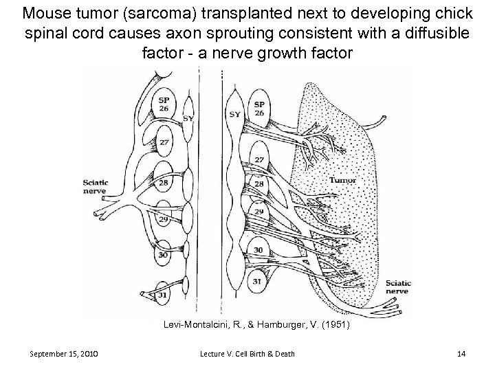 Mouse tumor (sarcoma) transplanted next to developing chick spinal cord causes axon sprouting consistent
