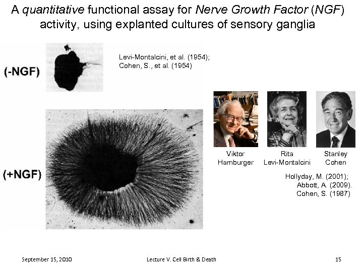 A quantitative functional assay for Nerve Growth Factor (NGF) activity, using explanted cultures of